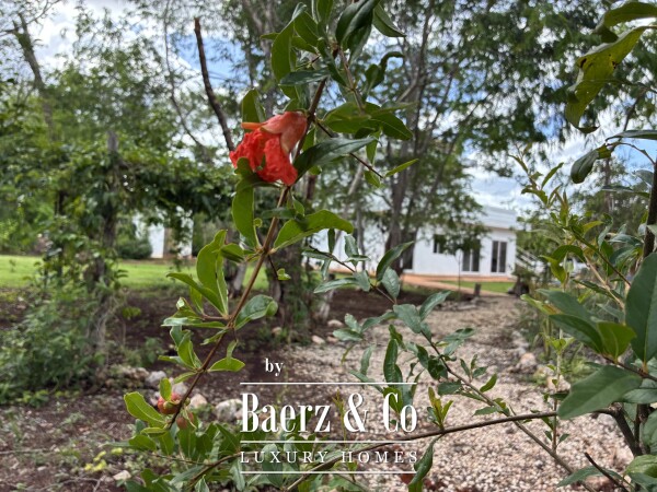 photo 11 A Private Yucatán Estate — A Life of Privacy, Nature and Independence